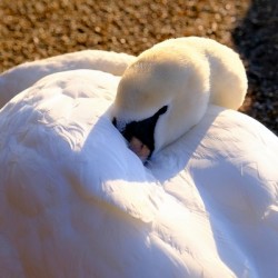 Got My Eye On You Swan