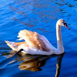 Baby Swan Cygnet 2