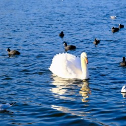 Grace in the Blue: A Swan Among Friends