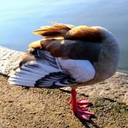 Headless Duck