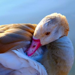 Got My Eye On You Duck