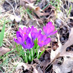 Crocus Revival