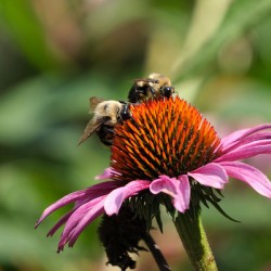 Harmony on a Purple Coneflower