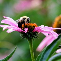 A Bumblebee’s Pause on Coneflower