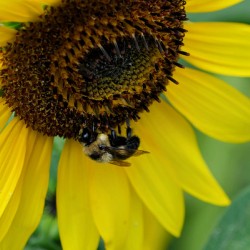 Bee Under the Sunflower:  The Architect of Harvest