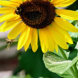 Dance of the Sunflower Spirits