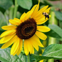 Flying into the Sun..Flower – The Dance of Daylight