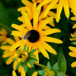 Black-Eyed Susans Dance Partner