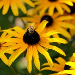 Bee One with Black-Eyed Susan