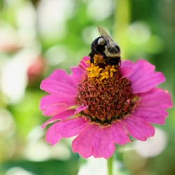 Petals and Purpose: An Ode to Quiet Industry