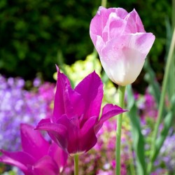 Tulips Are Better Than One 3