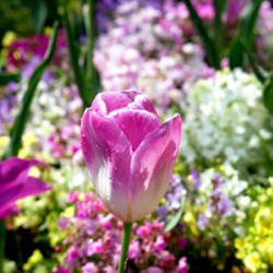 Tulips Are Better Than One 2