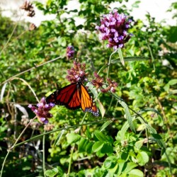Monarch Butterfly