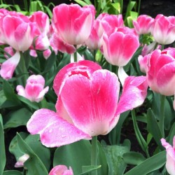 Tulips Are Better Than One C