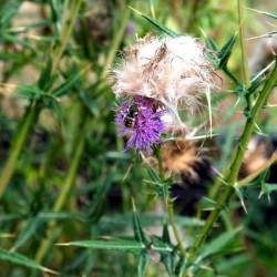 To Bee or Not to Bee  