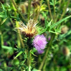 Thistle Be a Good Day