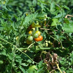 Pop My Cherry Tomato