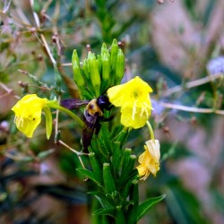 To Bee or Not to Bee  -- Checking Under The Hood