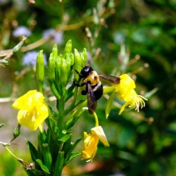 To Bee or Not to Bee  4