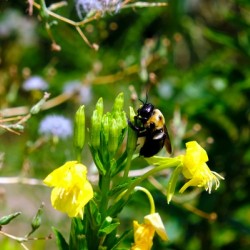 To Bee or Not to Bee  -- Early Bee Gets the Pollen
