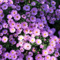 Pink Daisies 2