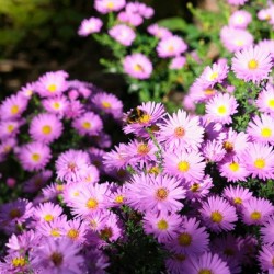 Pink Daisies 