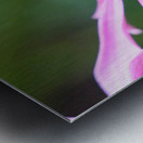 The Golden Heart of the Purple Coneflower Metal print