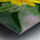 Flying into the Sun..Flower – The Dance of Daylight Metal print