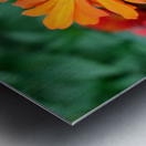 Orange You Royale King Zinnia Metal print