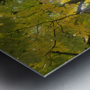 Fall Transition: Beneath the Light of Leaves Metal print