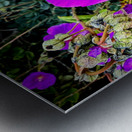 Rock Purslane: Pulse of the Desert Bloom Metal print