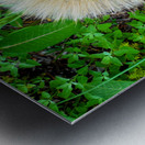 The Poetic Geometry of a Meadow’s Breath Metal print