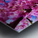 IMG 1696 Metal print