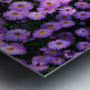 Pink Daisies 2 Metal print