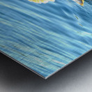 Baby Swan Cygnet Metal print