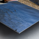 Swan Poses 1B Metal print