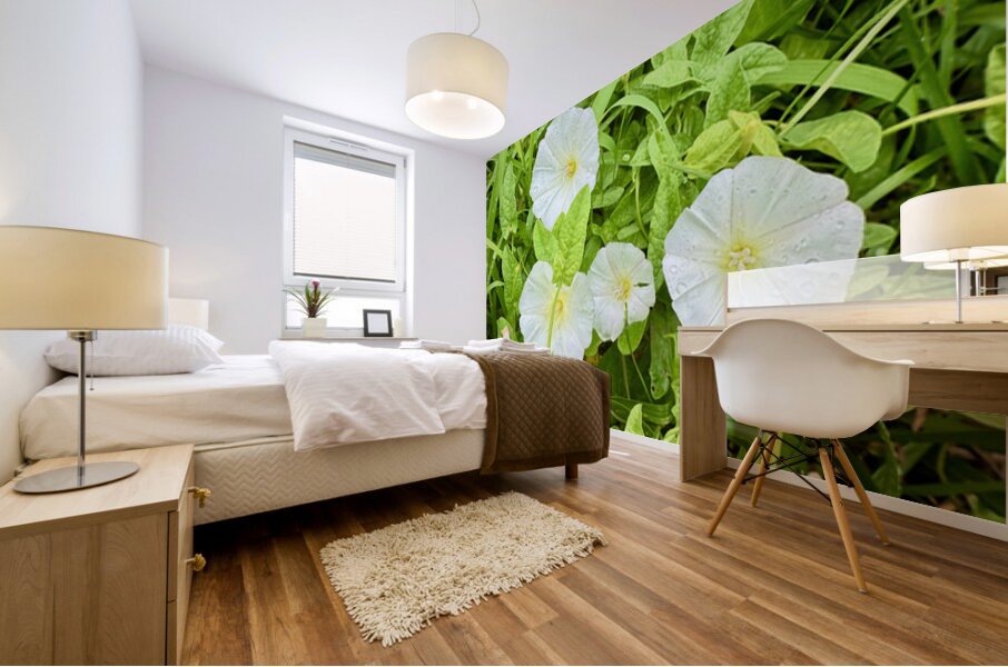 White Bindweed Blossoms Mural print