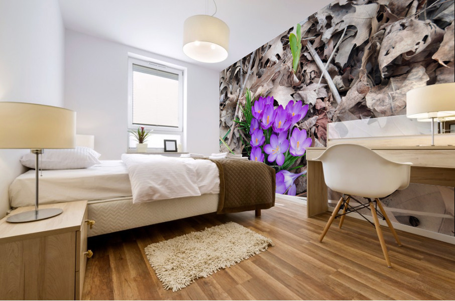 Crocus Rising Mural print