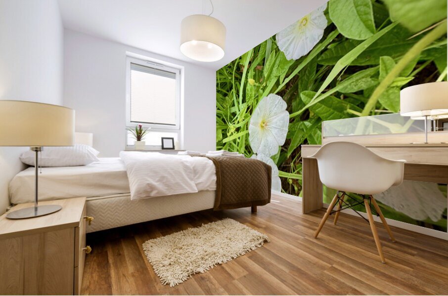 Bindweed Blossoms in the Grass Mural print