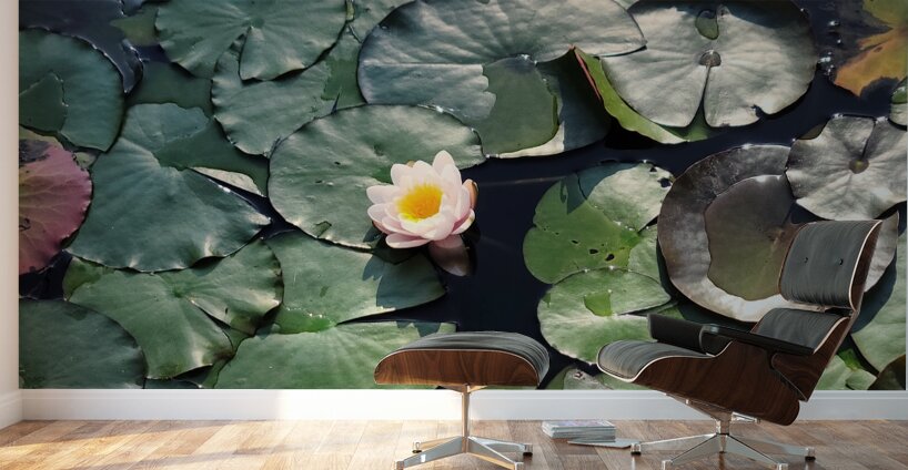 Sunlit Lily Wall Murals