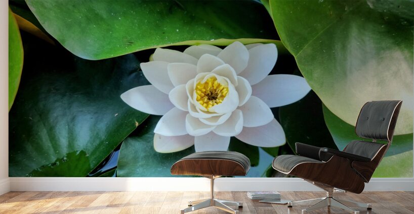 White Radiance in Green Silence Wall Murals