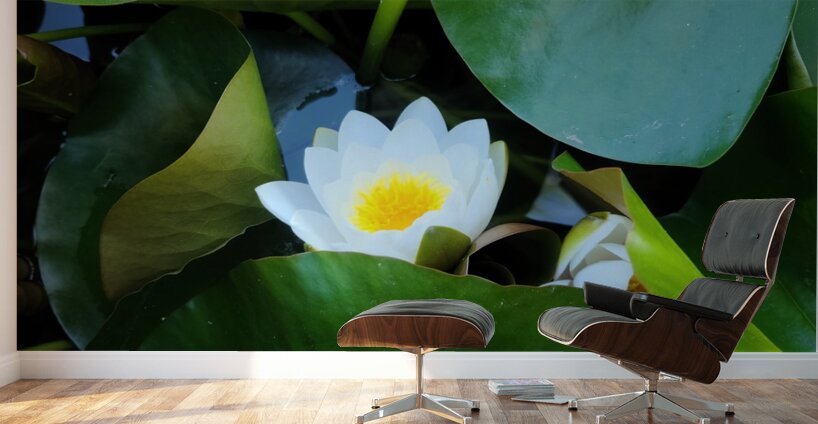 The Quiet Reveal: Beauty Beneath Wall Murals