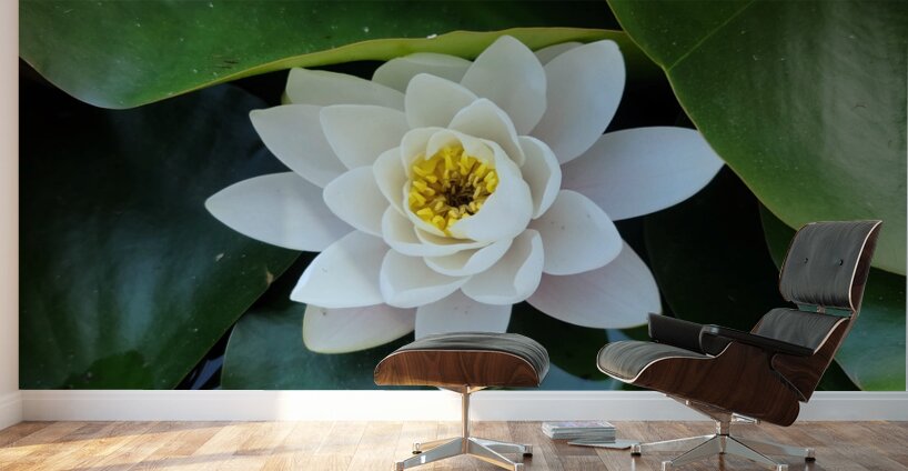 The Heart Within: Petals of Peace Wall Murals