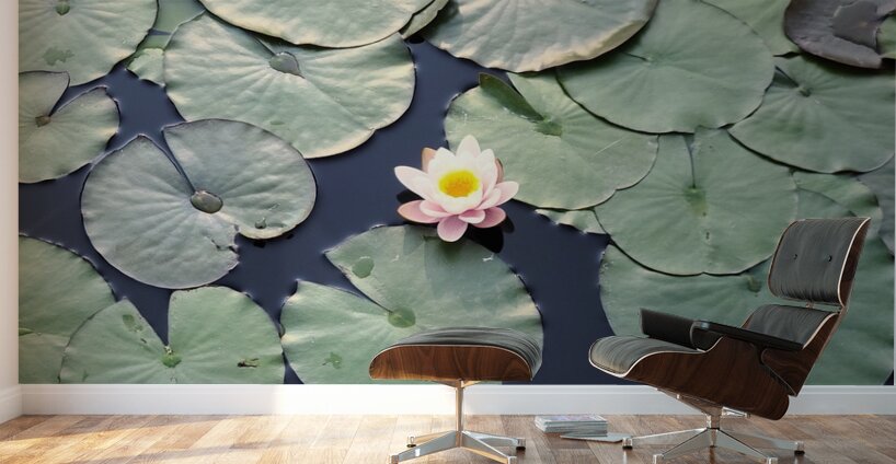 Blooms of Joy: Centered Among Giants Wall Murals