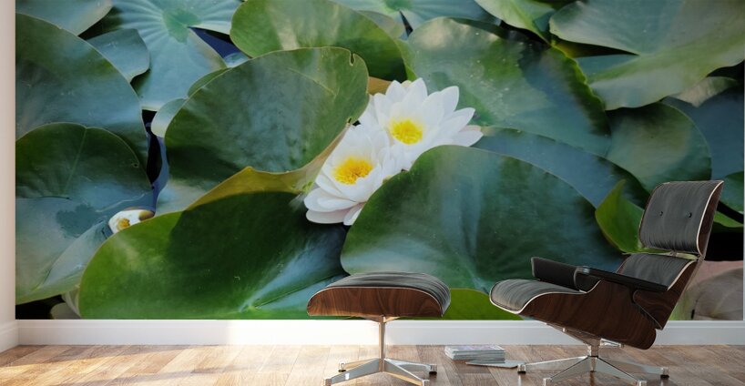 Peeping Beauty Water Lily: Harmony in the Hidden Bloom Wall Murals