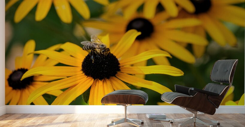 Bee A Black-Eyed Susan Secret Guest Wall Murals