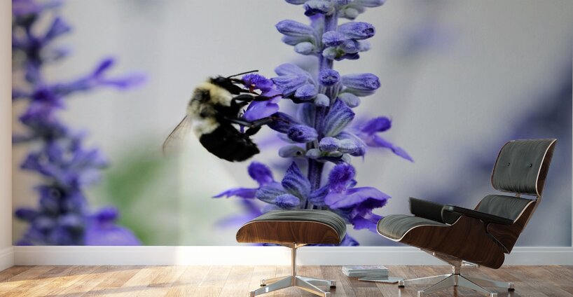 Bee Salivating the Blue Salvia Wall Murals