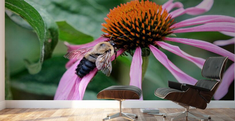 Stillness Amid the Spires of Echinacea Wall Murals
