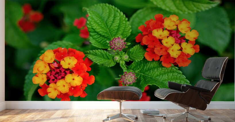 Color that Heals: The Medicinal Heart of Lantana Camara Wall Murals