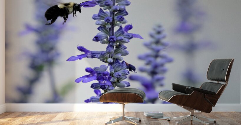 Salvia Bloom & the Pollinator Wall Murals